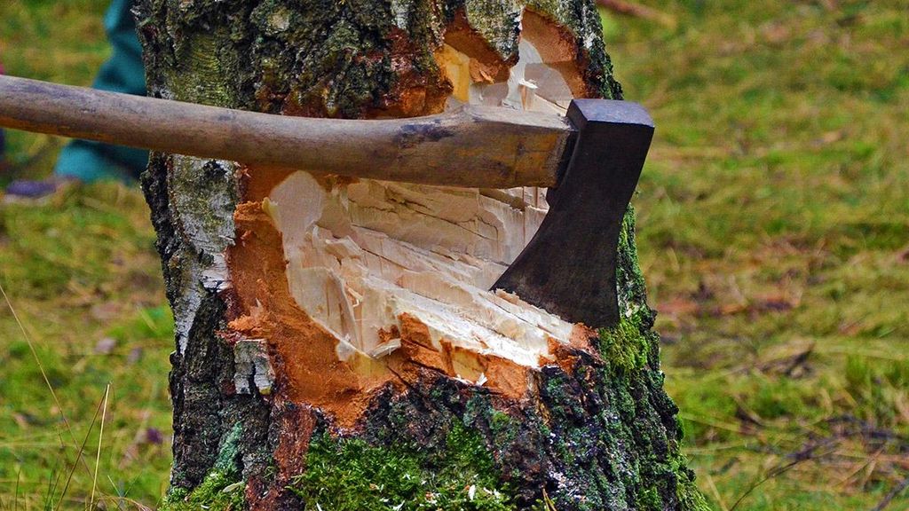 Граждане вправе заготавливать древесину для целей отопления и иных собственных нужд.